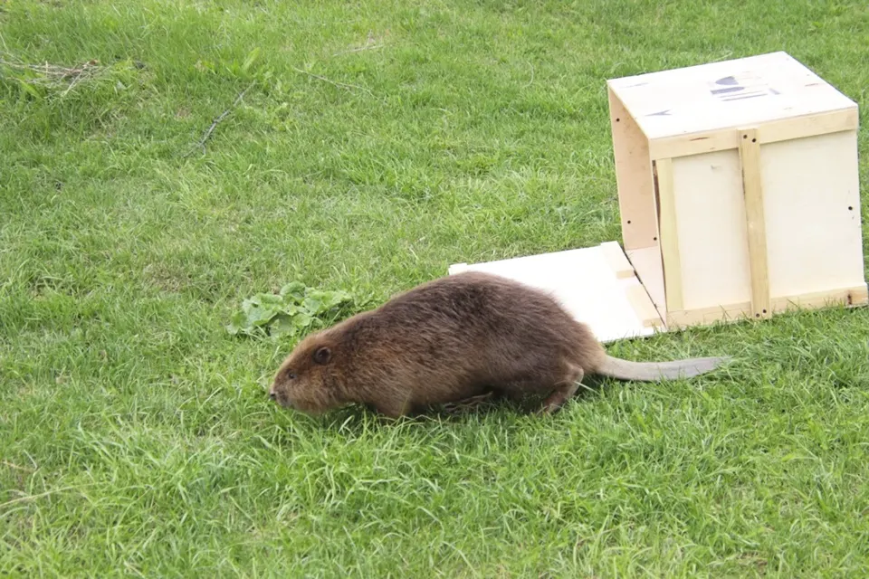 бобр ящик животное бобр выпущен из ящика