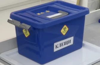 коробка с зараженными клещами энцефалит