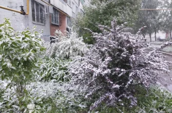 снег на деревьях весной