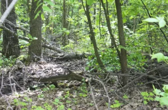 сухостой в лесу