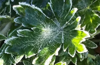 заморозки на листьях