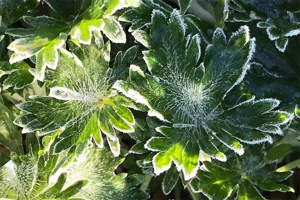 заморозки на растении