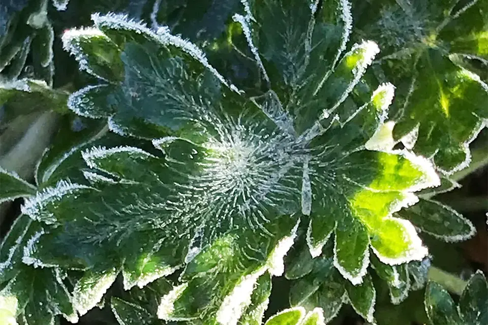 заморозки на листьях