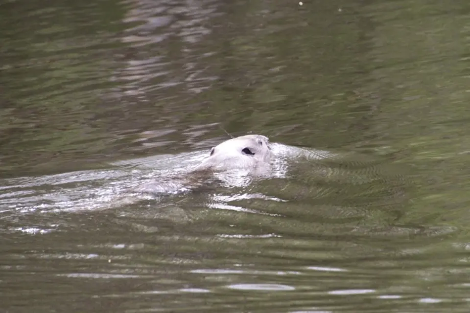 водоем река бобр бобр плывет в воде