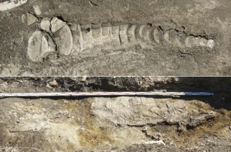 кости древнего морского ящера