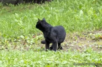 черный кот в траве