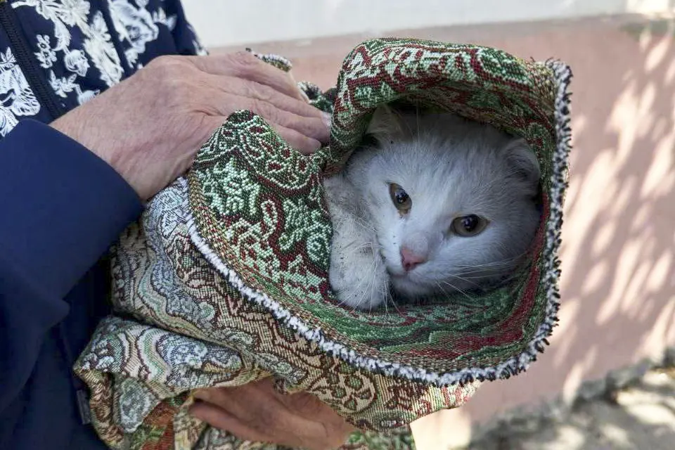 бездомный кот в руках у женщины