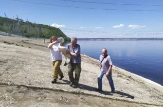 спасение лебедя