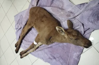 лосенок с сотрясением в ветклинике