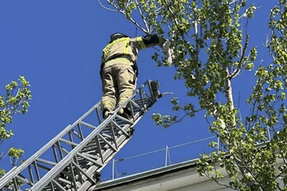 пожарный спасает кота