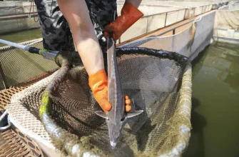 рыба породы осетровых