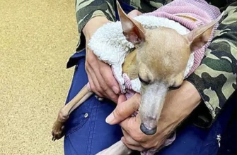 собака породы левретка