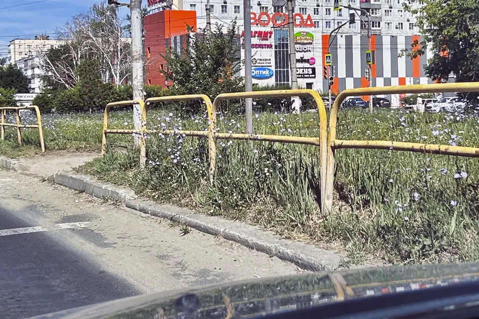 не кошенная трава на газоне