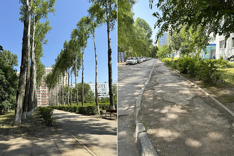 тополя в 13 квартале