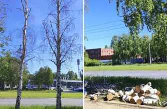 спилены сухие березы