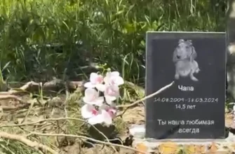 захоронение домашней собаки в лесу