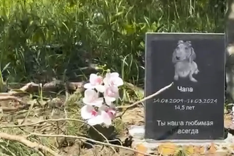 захоронение домашней собаки в лесу