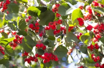 ягоды боярышника