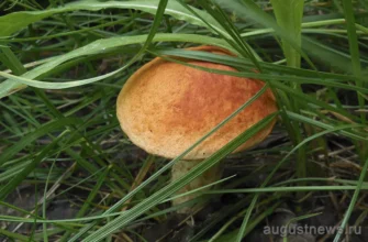 гриб подосиновик в лесу