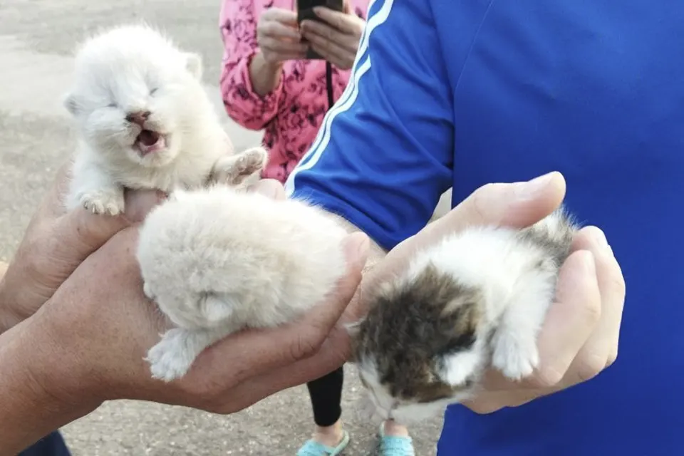 котенок слепой животное слепые котята