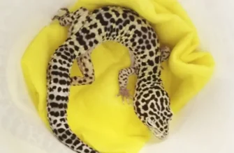 домашний геккон