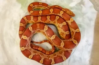 маисовый полоз