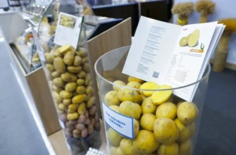 сорта картофеля на выставке