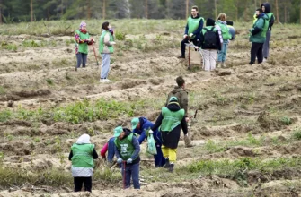 жители сажают сеянцы сосны