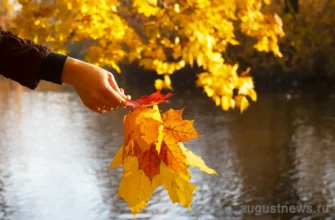 осенние листья клена в руке