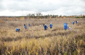 люди сажают сеянцы сосны