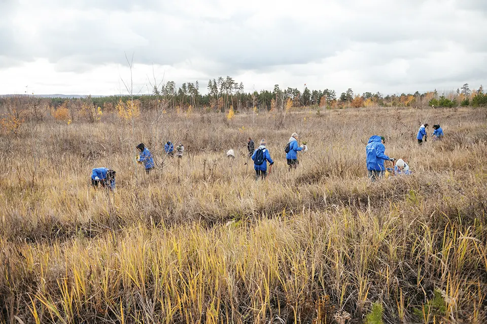 люди сажают сеянцы сосны
