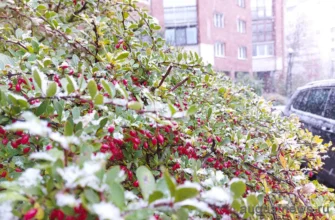 снег осенью