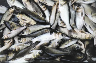 мальки толстолобика