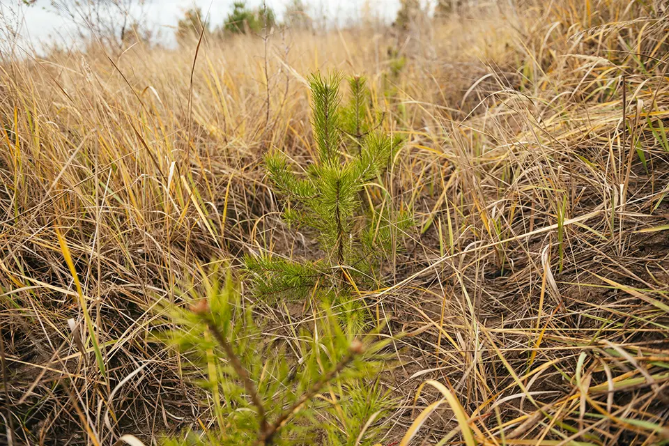 сосна лес молодая молодая сосенка в лесу