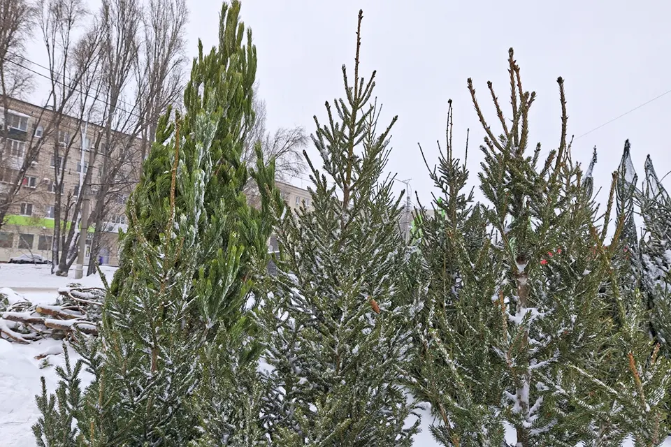 ели на елочном базаре