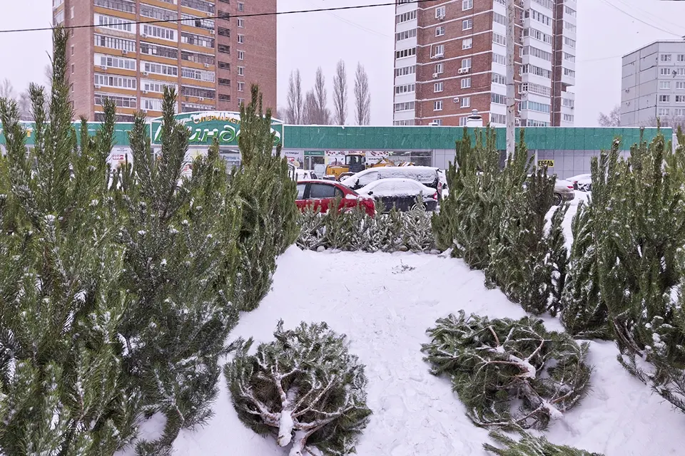 елочный базар на улице Мира