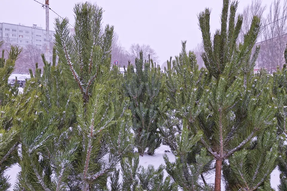 сосна на елочном базаре
