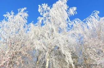 изморозь на ветках деревьев зимой