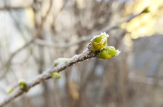 набухшие почки серени