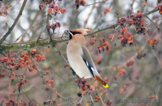 свиристель на ветке дерева