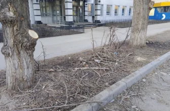 мусор и ветки на улице Мира