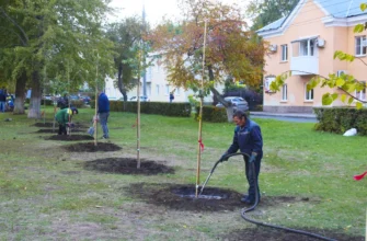 полив саженцев на улице Жилина