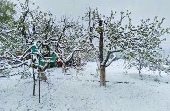 выпал снег на цветущие деревья