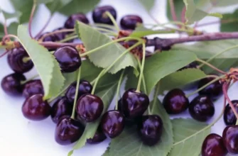 вкусная черешня на ветке