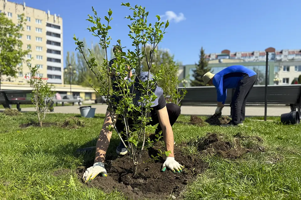 посадка кустарника на площади перед филармонией