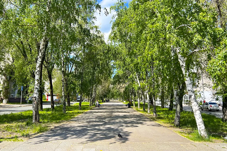 аллея на Молодежном бульваре