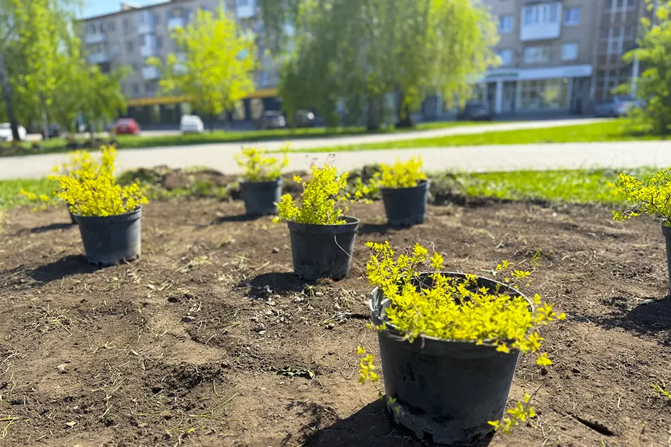 саженцы растений в горшках
