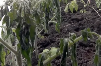 заморозки на почве замерзли помидоры