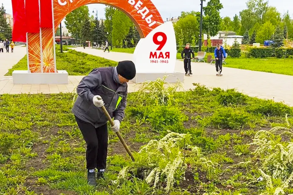сотрудник Зеленстроя окапывает кустарник спиреи в парке