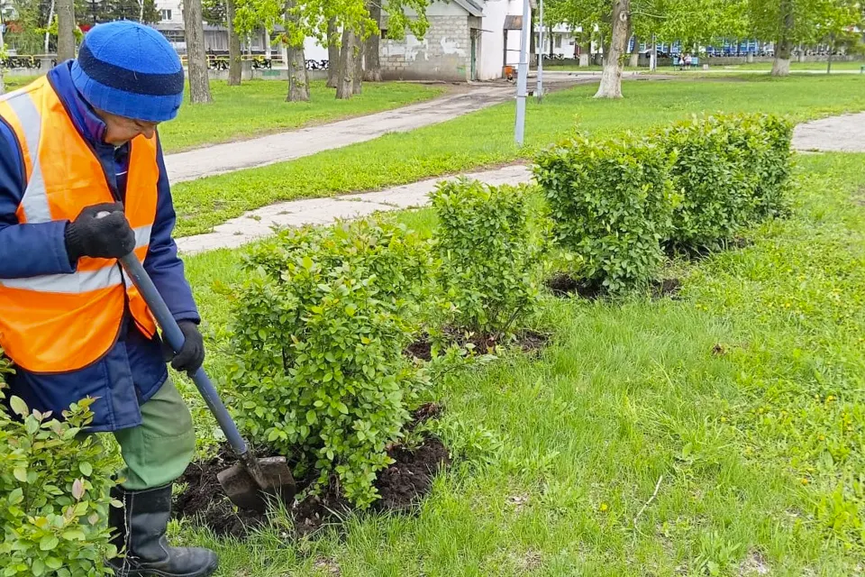 сотрудник Зеленстроя окапывает кустарник в парке